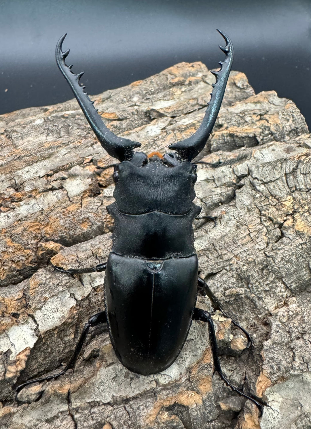 即ブリ《ギラファノコギリ亜種ケイスケ 87.5mm ペア》