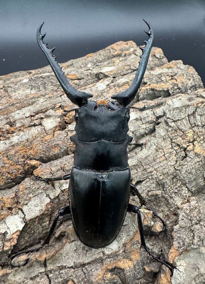 即ブリ《ギラファノコギリ亜種ケイスケ 87.5mm ペア》