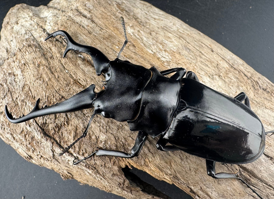 《ギラファノコギリ亜種ダイスケ ネグロス島産 100mm ペア》