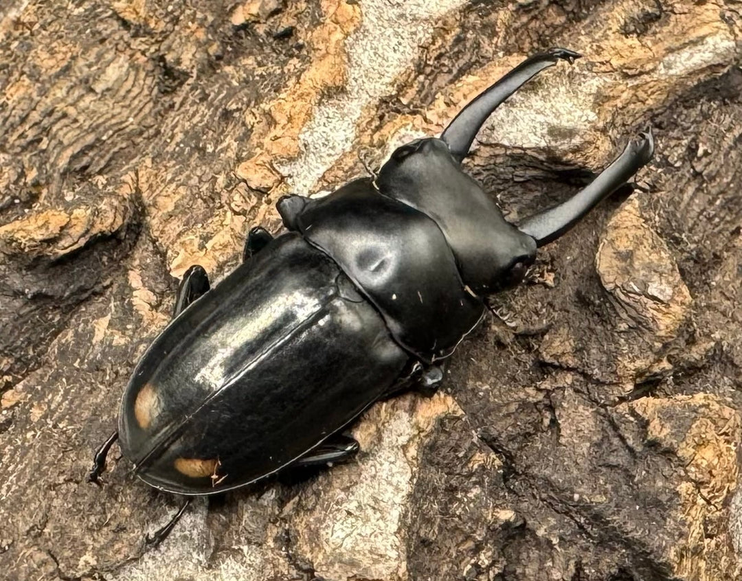 《ヒマラヤコクワ 38.5mm ペア＋♂おまけ》