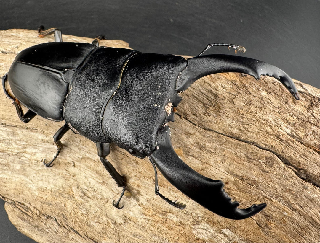 【WD】《ブルーダンヒラタクワガタ 90mm ペア》