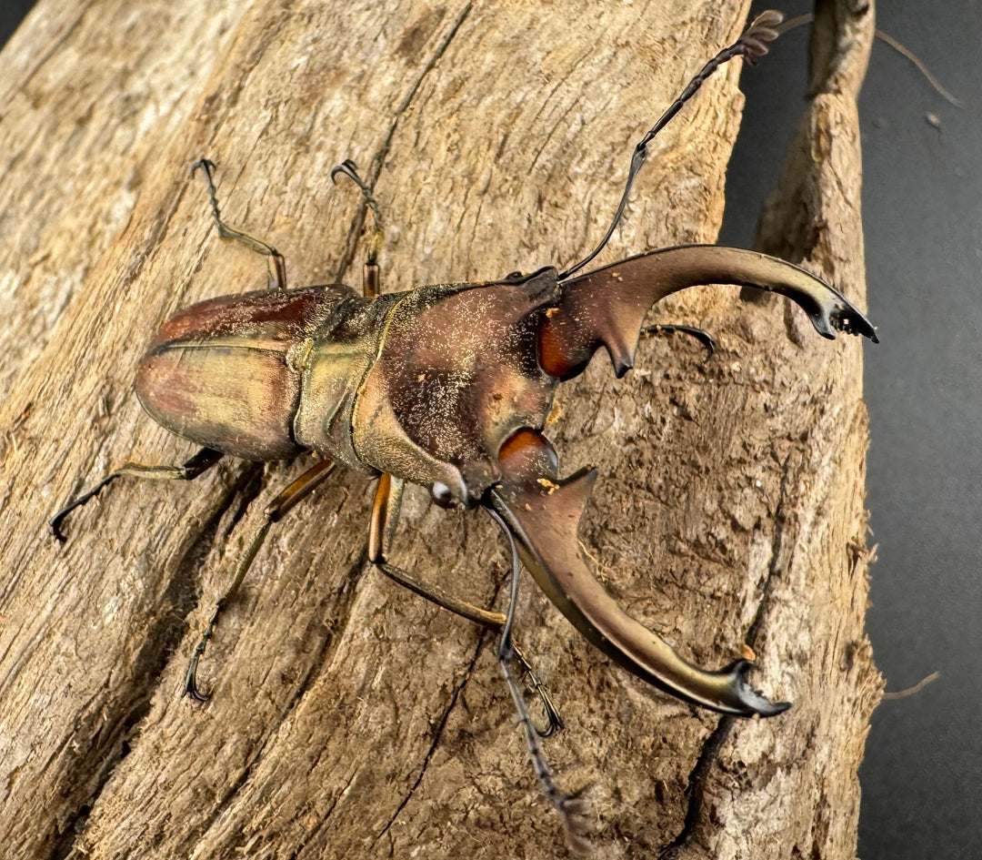 【WD】《ズベールホソアカ マラグサン産 45mm ペア》