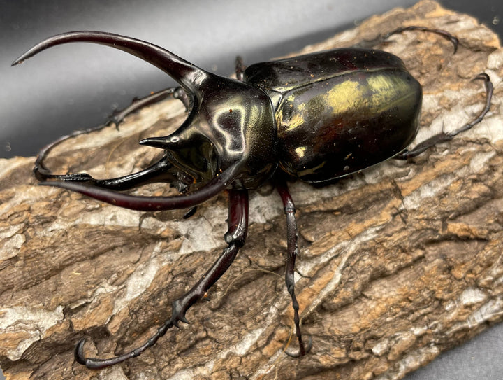 【WD】《ミンダナオアトラスオオカブト 90mmUP ペア》②