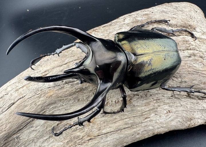 【WD】《ミンダナオアトラスオオカブト キダパワン産 94mm ペア》