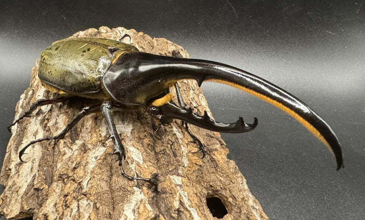 即ブリ《ヘラクレス・ヘラクレス 144mm ペア》