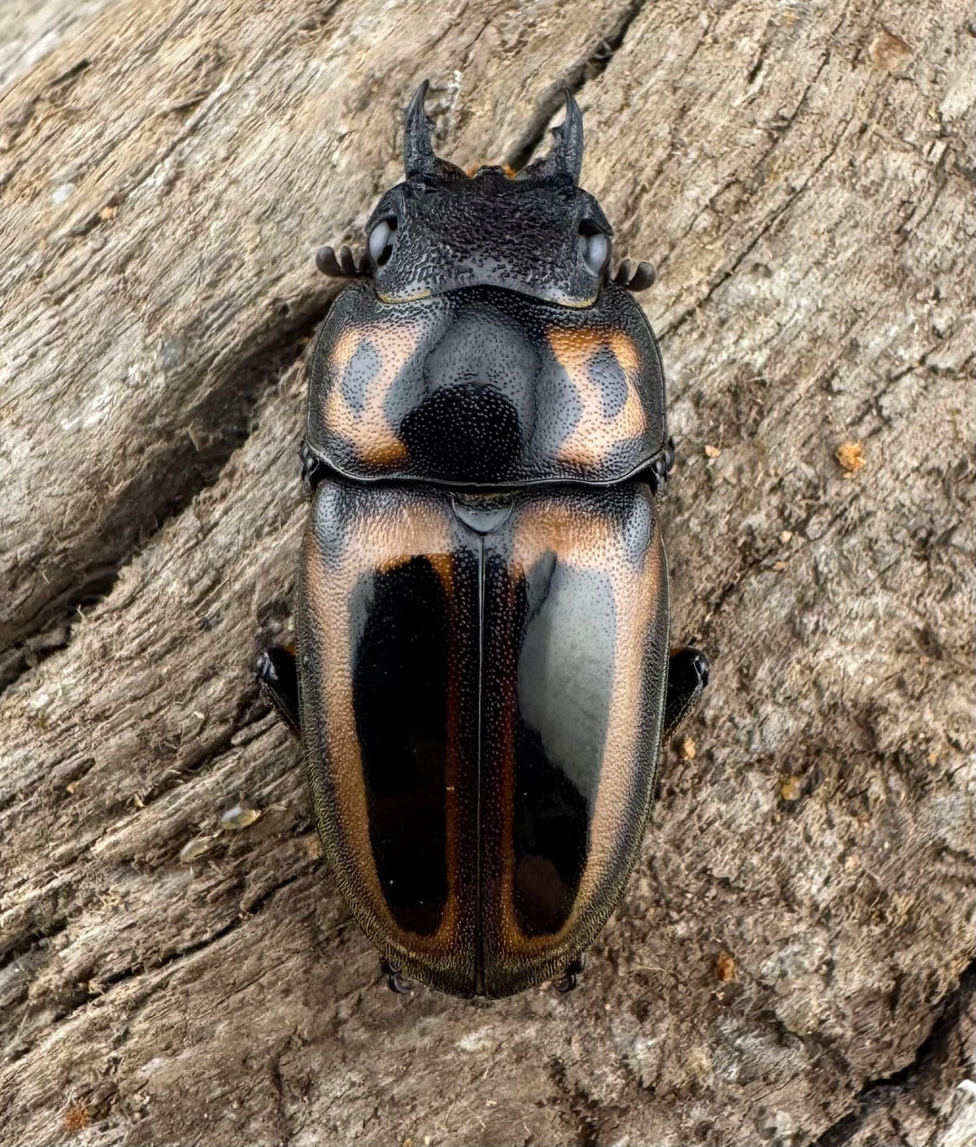 【WD】《ゼブラノコギリクワガタ亜種ledae 38mm ペア》