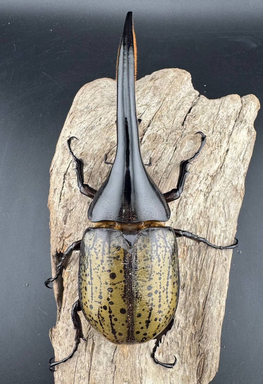 《ヘラクレス・ヘラクレス 131mm ペア》