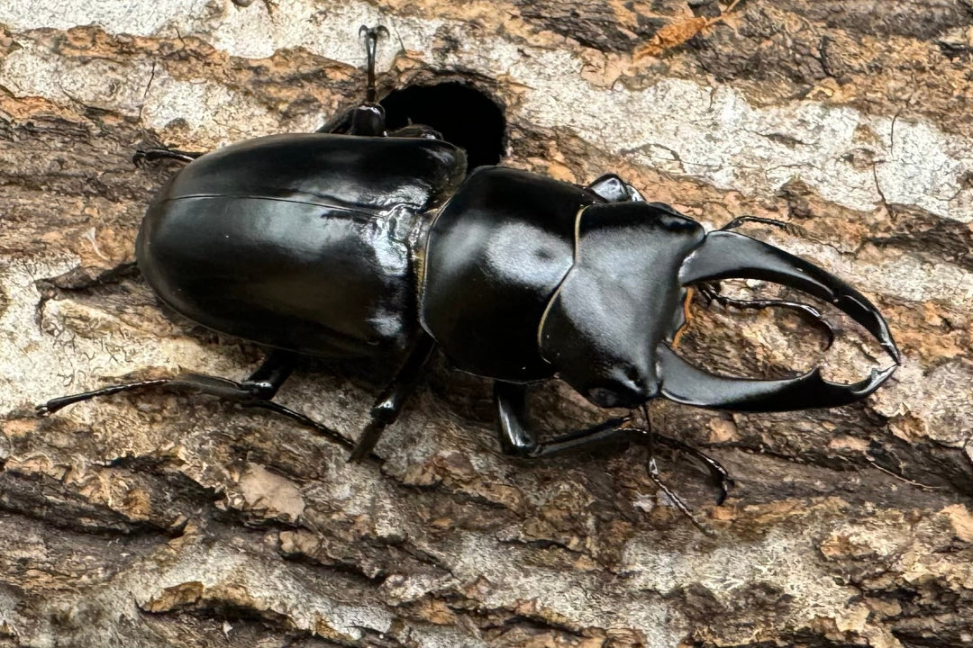 【WD】《ブラナウンコクワ 福貢県産 51mm ペア