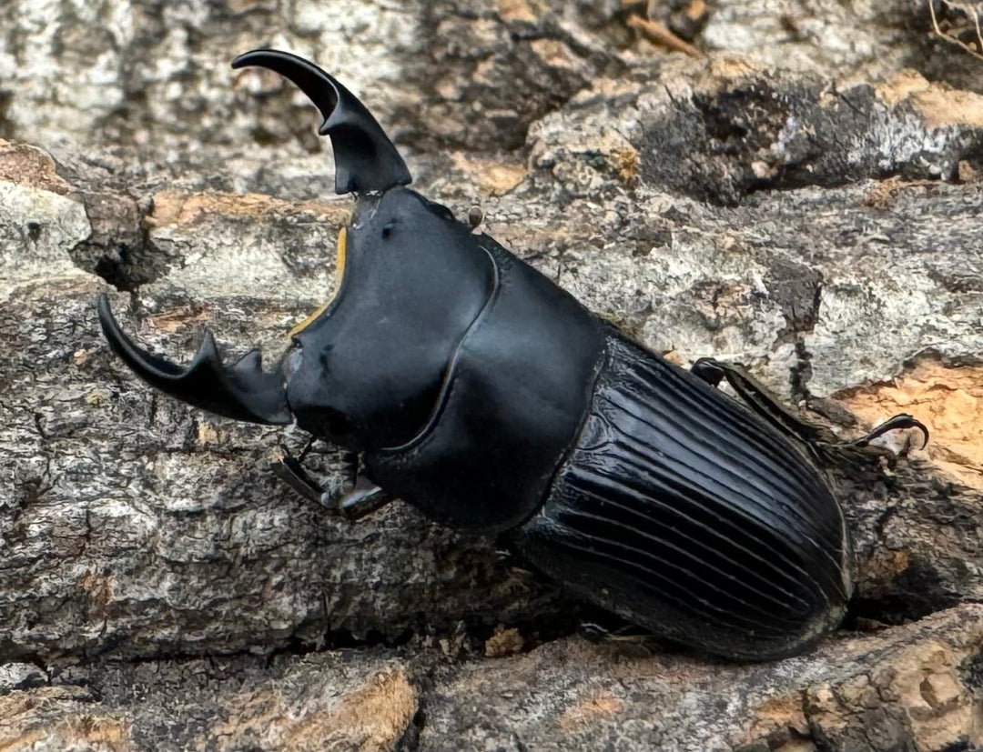 【F0】《カントンネブト Free ペア》①