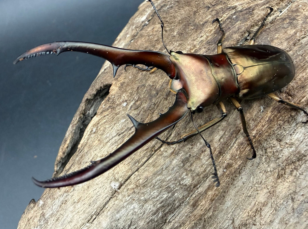 《メタリフェルホソアカ亜種サンギレンシス 67.5mm ペア》