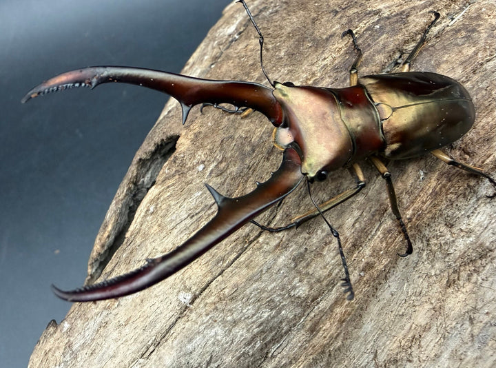 《メタリフェルホソアカ亜種サンギレンシス 67.5mm ペア》