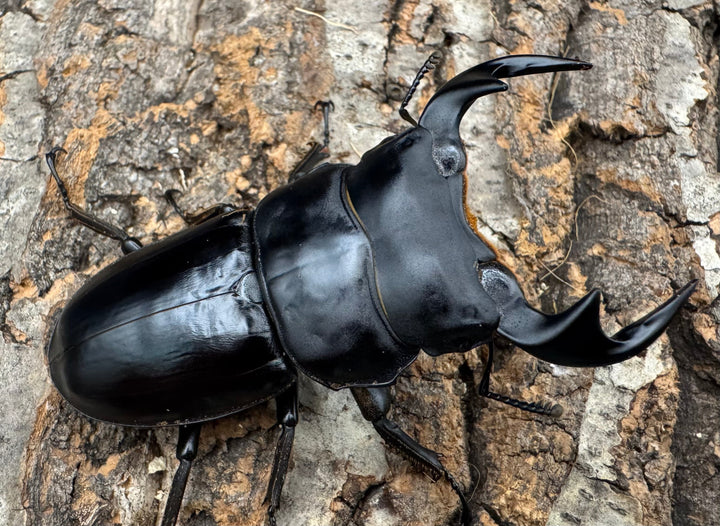 【WF1】《マレーアンタエウス ケランタン産 71.5mm ペア》