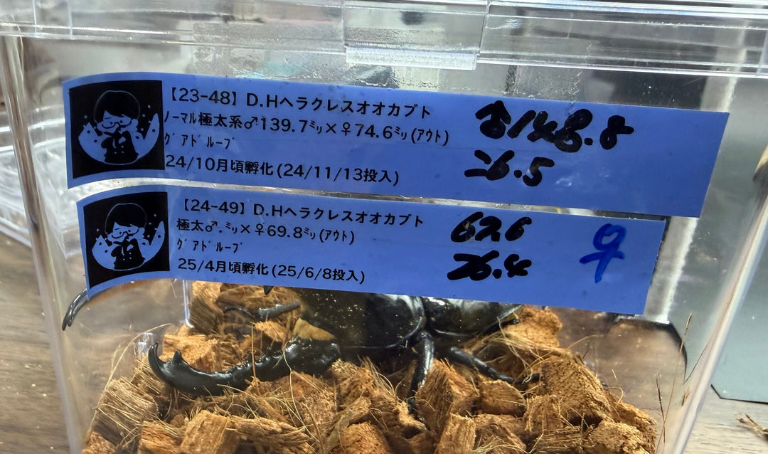 極太系《ヘラクレス・ヘラクレス 148.5mm ペア》クワカブの部屋三森氏ブリード個体