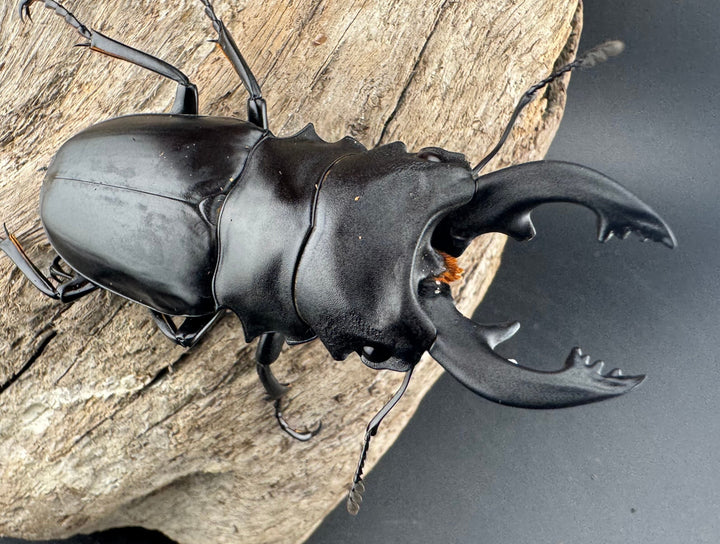 【WD】《ミンダナオアルケスツヤクワガタ 76.5mm ペア》