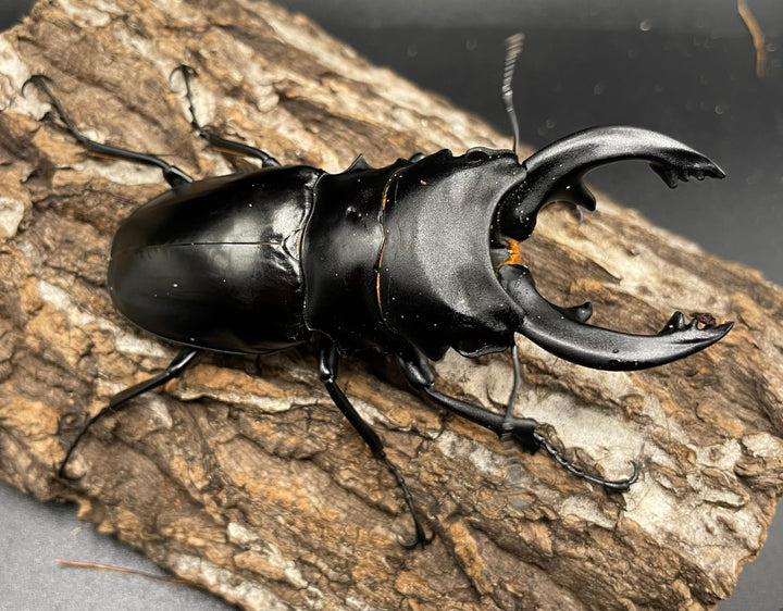 【WD】大型《ミンダナオアルケスツヤクワガタ 89mm ペア》