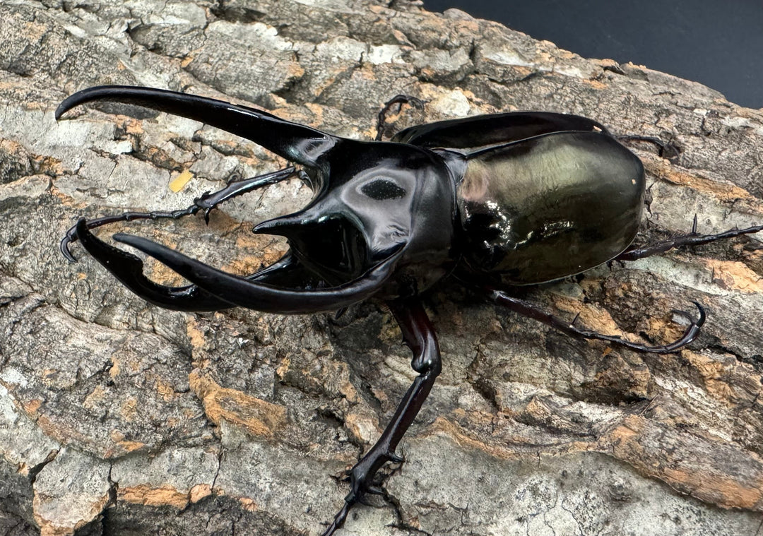 【WD】《ジャワコーカサスオオカブト 103mm ペア》