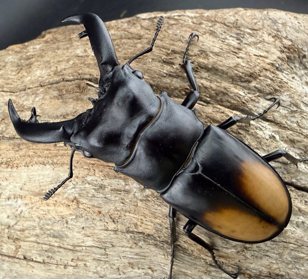 【WD】《パリーフタマタ亜種ディロレイ 75.5mm ペア》