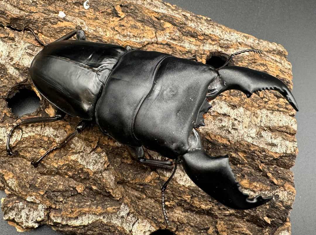 極太《スマトラオオヒラタ 90mm ペア》