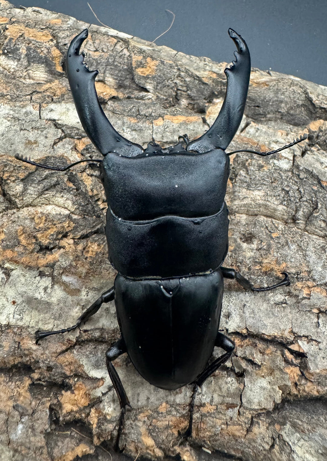 【WD】ロングホーン《南カマリネスヒラタ 90mm ペア》