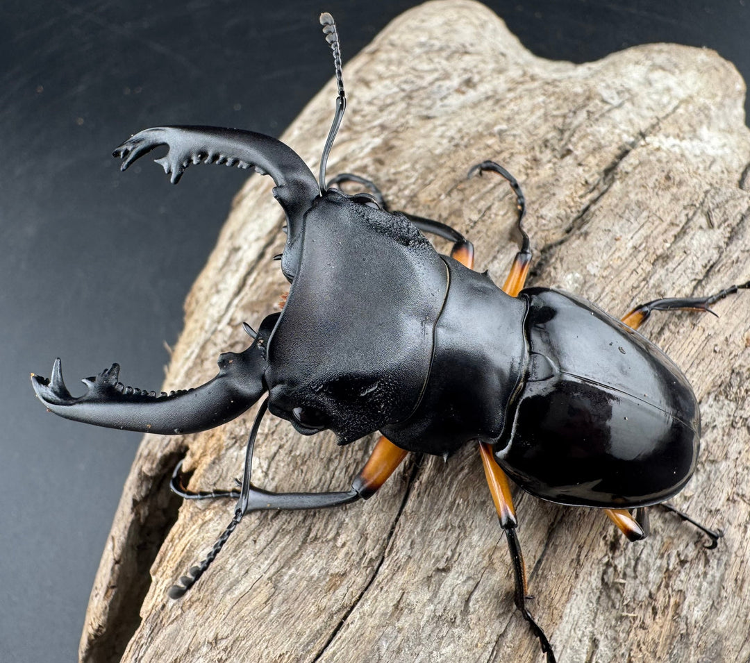 【WD】《インペリアリスツヤ亜種komorii リサル産 67mm ペア》