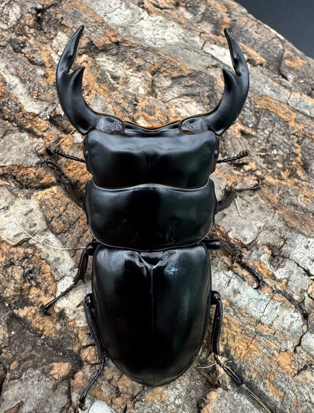 《インドアンタエウス サディア産 78mm ペア》