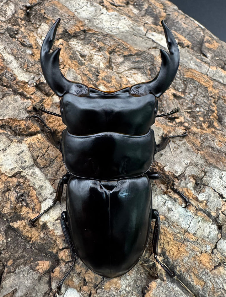 《インドアンタエウス サディア産 78mm ペア》