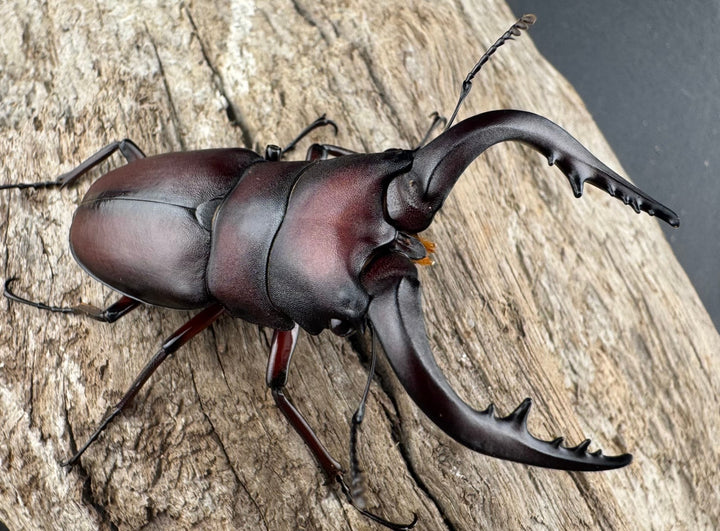 【WD】大歯《ノコギリクワガタ 山梨県産 55-60mm ペア》