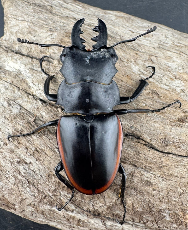 【WD】《クベラツヤクワガタ亜種sinensis 海南省産 58mm ペア》