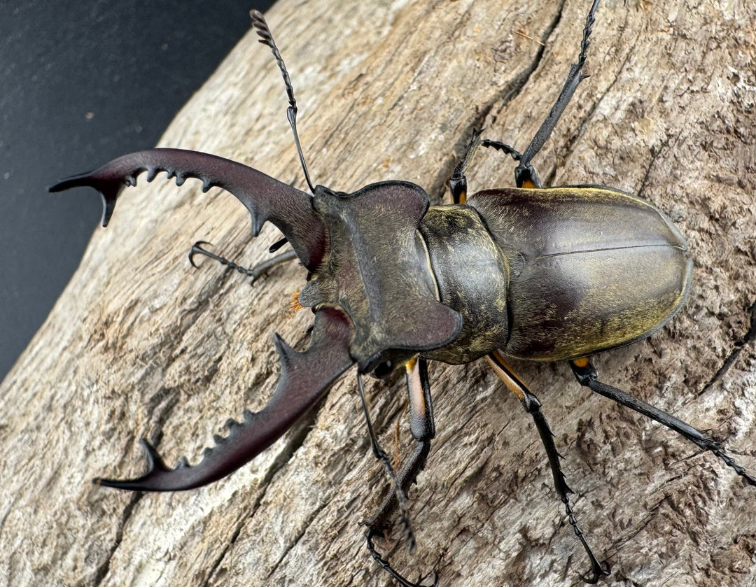 【WD】《ディボウスキーミヤマ原名亜種（チョウセンミヤマ） 遼寧省産 57mm ペア》