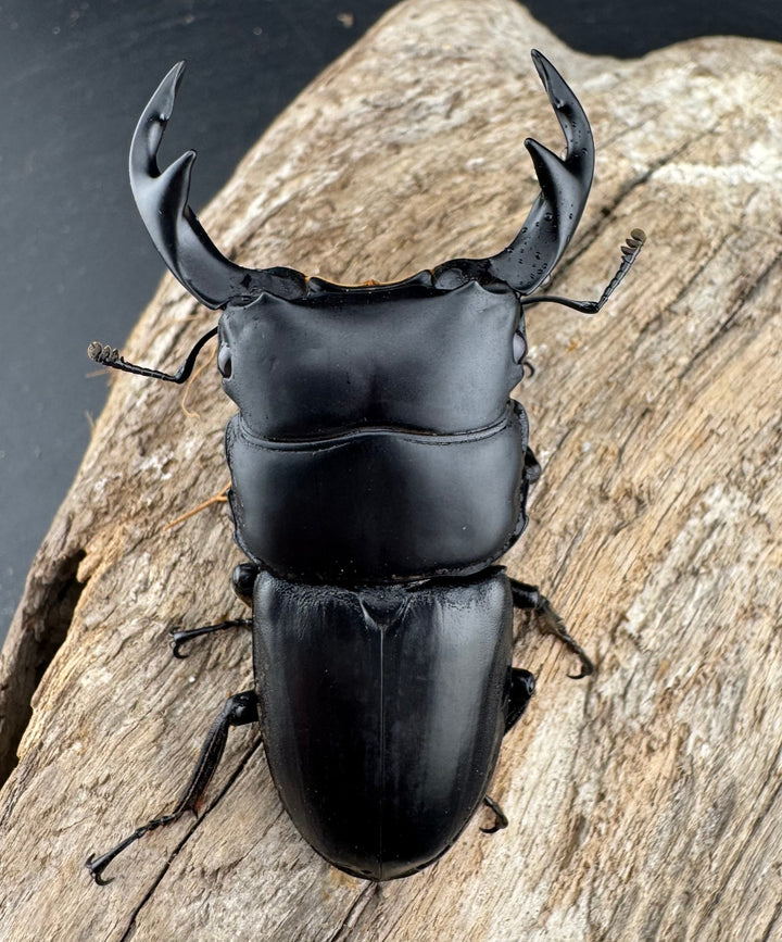 【WD】《クルビデンスオオクワ カオバン産 64mm ペア》