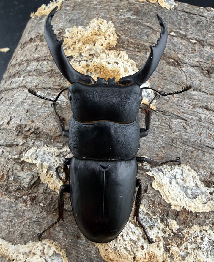 《ウンナンヒラタ 貴州省産 63mm ペア》わたくわ氏ブリード個体