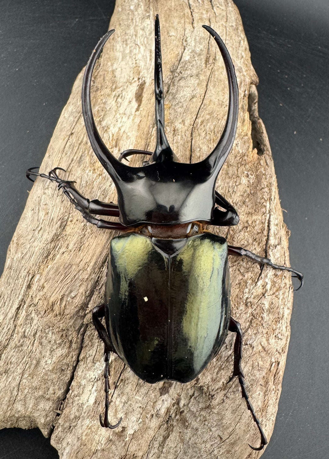 【WD】《ジャワコーカサスオオカブト 96.5mm ♂単》