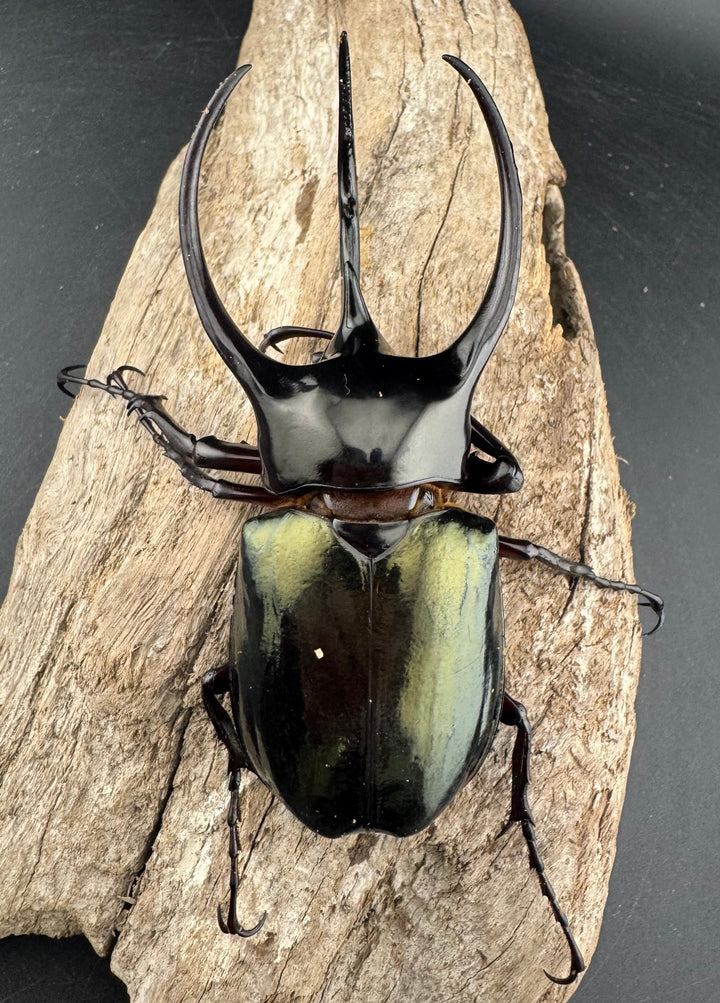 【WD】《ジャワコーカサスオオカブト 96.5mm ♂単》