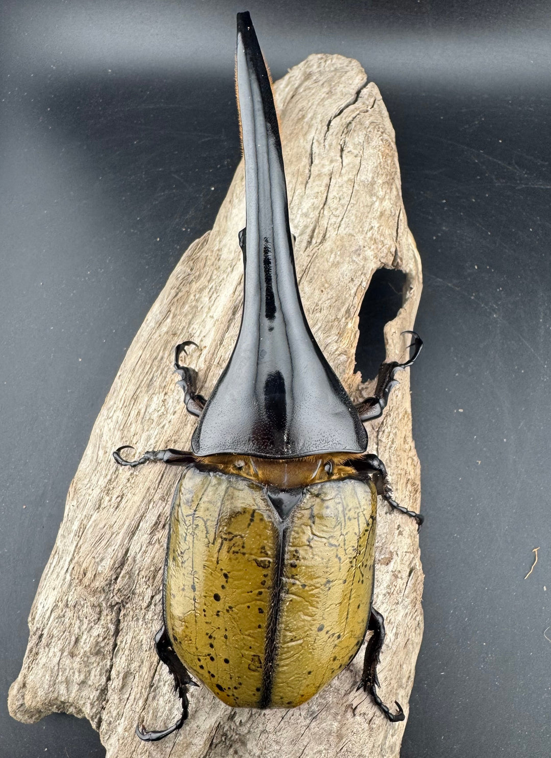 《ヘラクレス・ヘラクレス 143.5mm ペア》