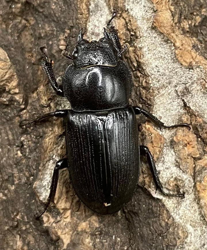 【WD】美麗種《ヨンレンセスジ ♀単》