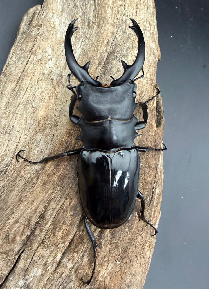 【WD】《インターメディアツヤクワガタ マンタリンガハン産 91mm ペア》