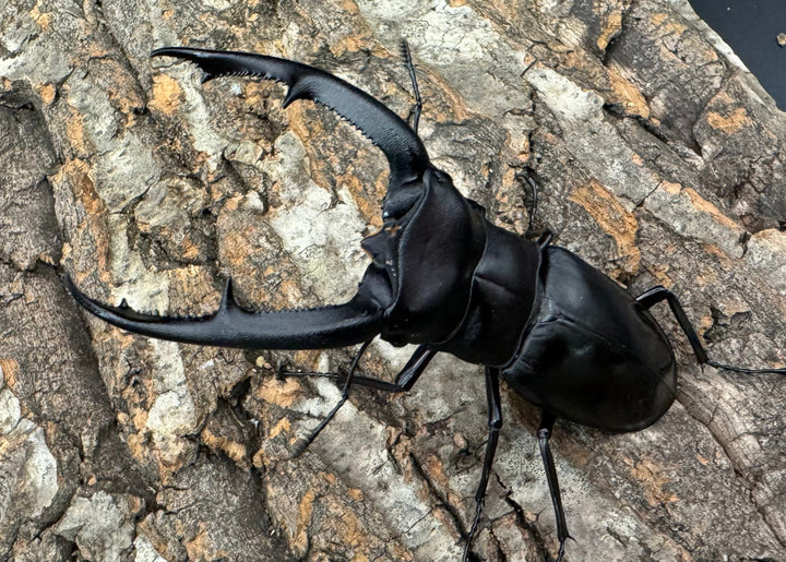 【WD】《マンディブラリスフタマタ 94mm ペア》