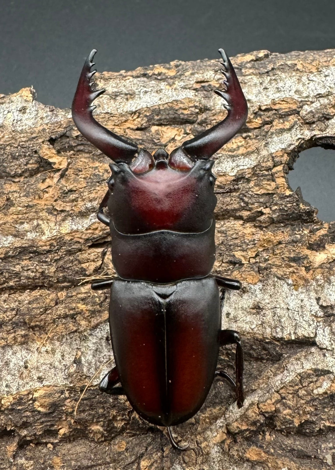 【WF1】《本土ノコギリクワガタ 八王子産 57.5mm ♂単》