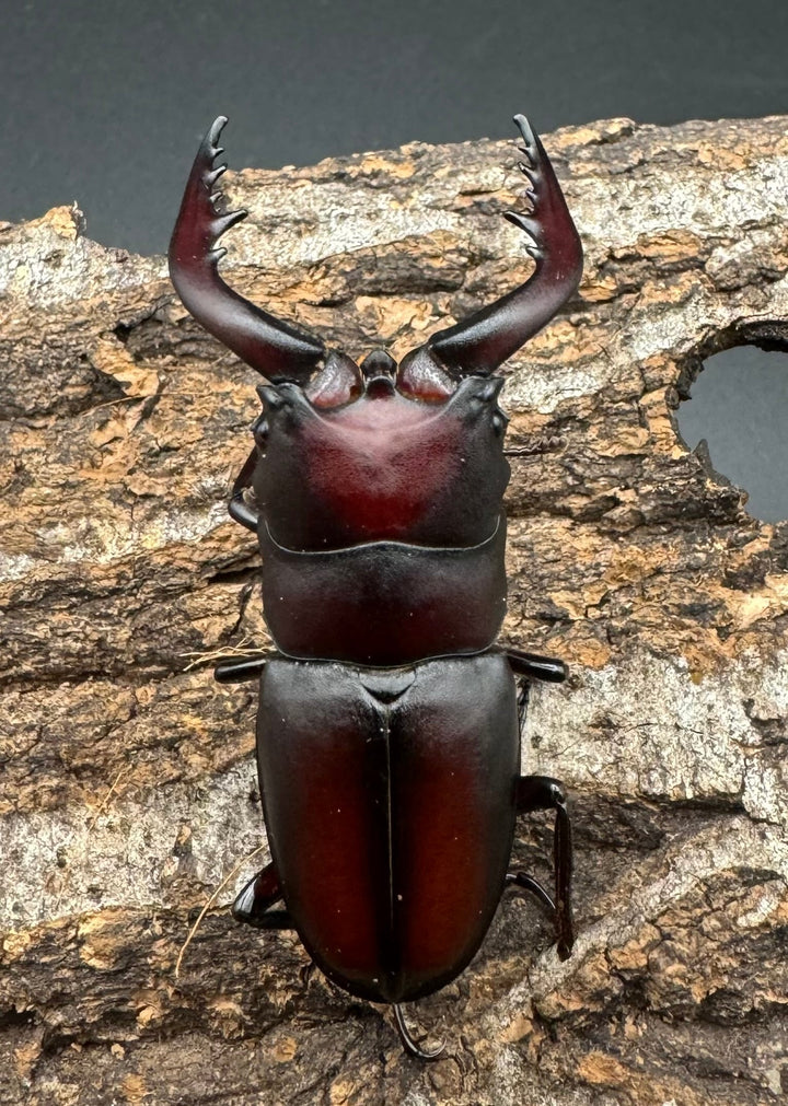 【WF1】《本土ノコギリクワガタ 八王子産 57.5mm ♂単》