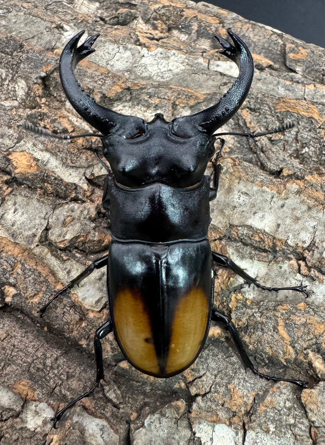 【WD】《セアカフタマタ 82mm ペア》