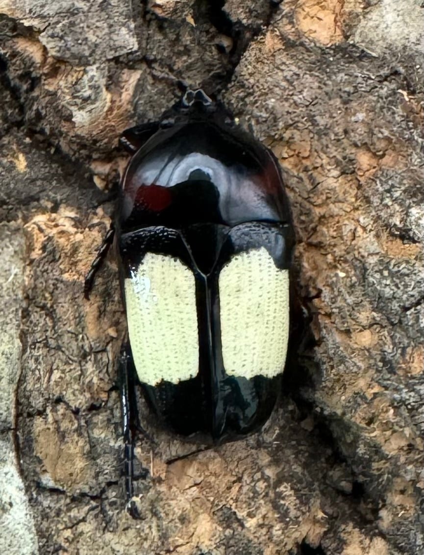 レア産地《キモンツノホソカナブン ペア》