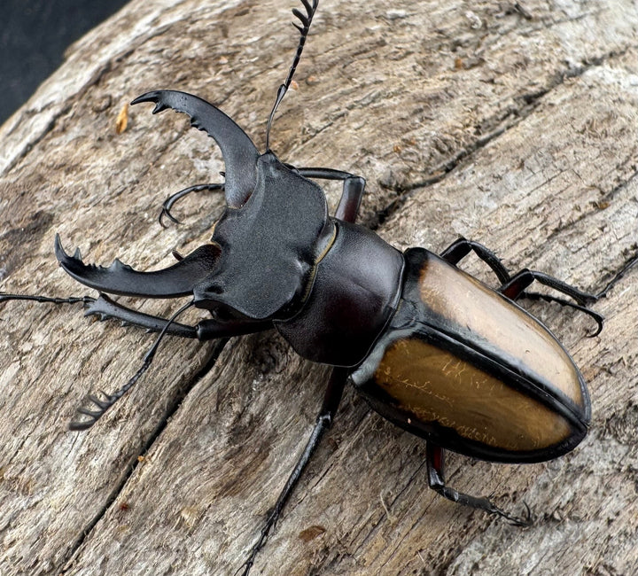 【WD】《パリーミヤマクワガタ 39.5mm ペア》