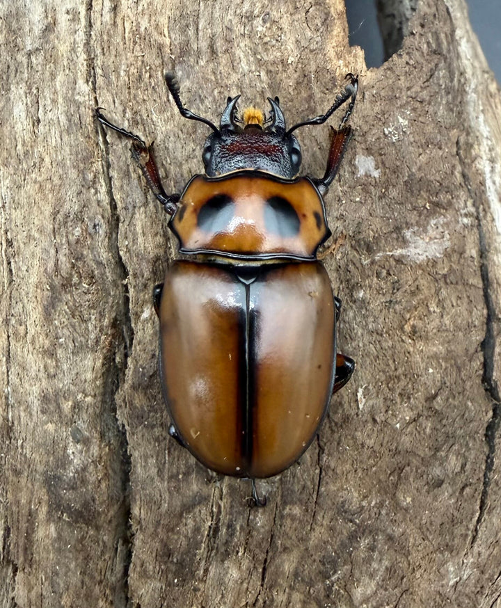 【WF4】《グラディアトールメンガタクワガタ 40mm ♂♀♀トリオ》