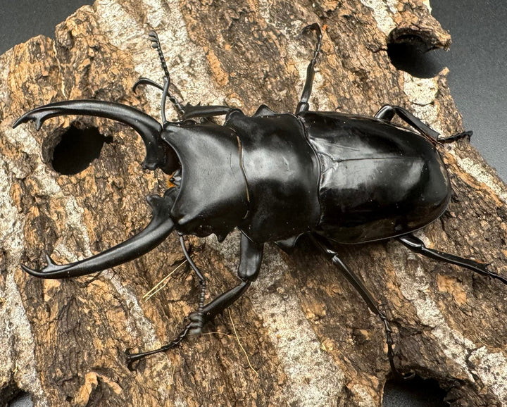 【WD】《ダールマンツヤクワガタ亜種celebensis 80mm ペア》