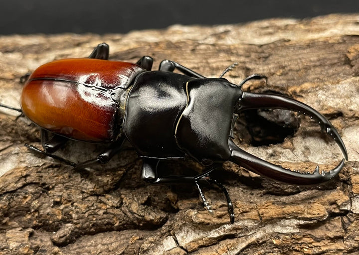 《アローコクワ亜種リエン 64mm ♂♀♀トリオ》