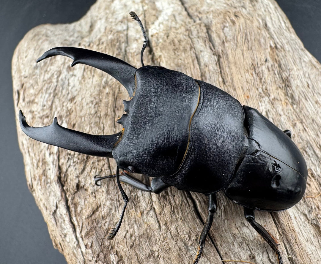 【WD】《ウンナンヒラタ(内歯消滅タイプ) 貴州省産 69.5mm ペア》