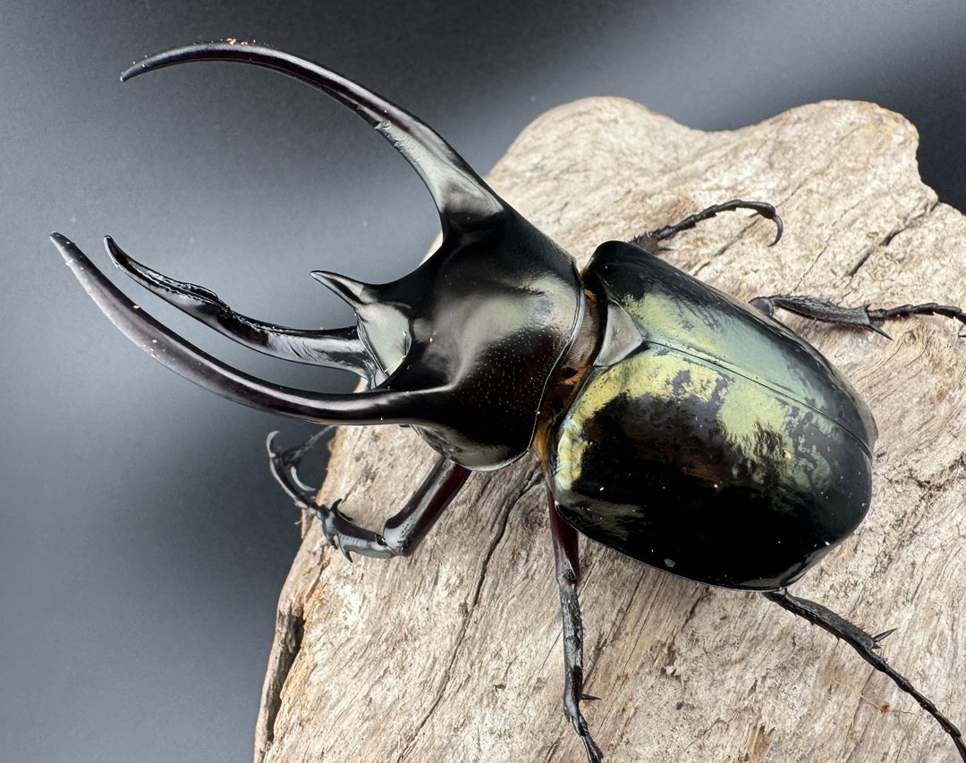 【WD】《ミンダナオアトラスオオカブト キダパワン産 89mm ペア》