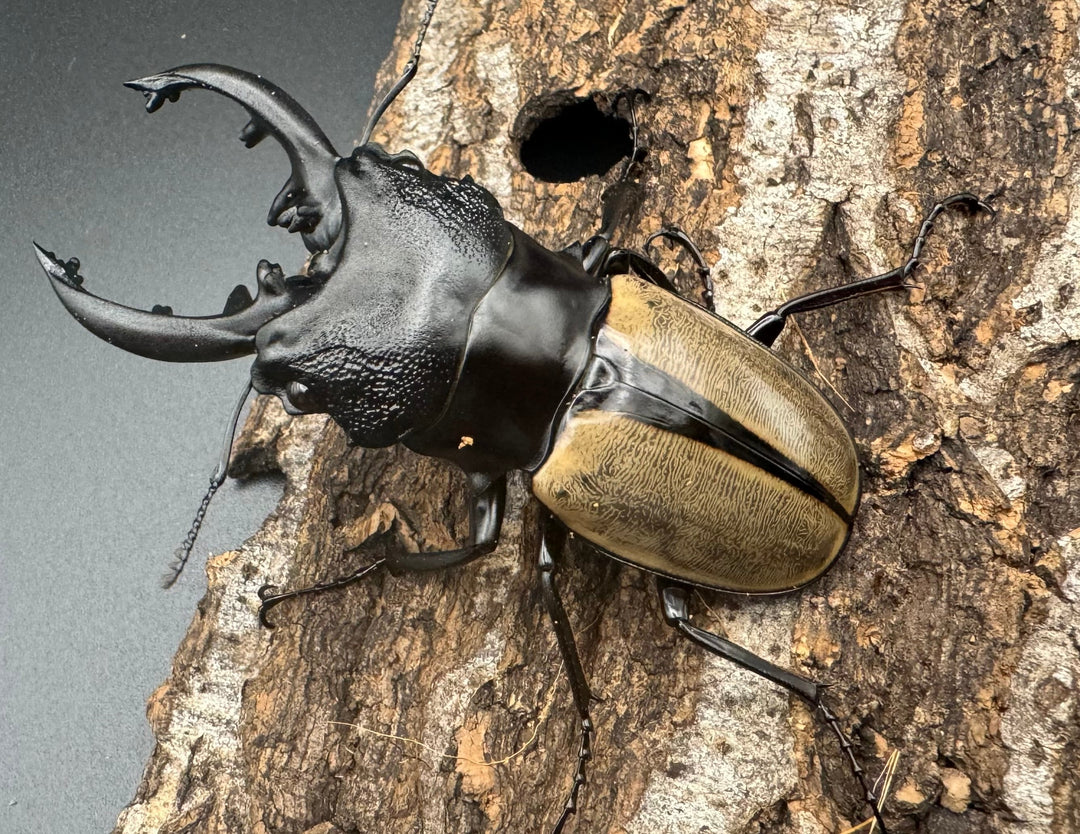 【WD】《ルデキンツヤクワガタ 77mm ペア》