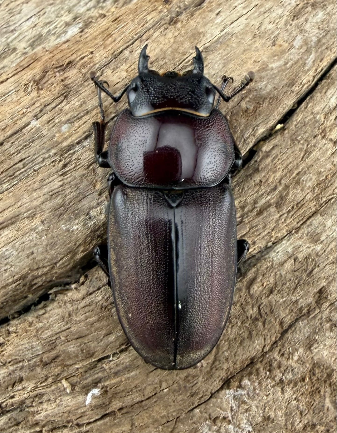 《ミシマコクワガタ 硫黄島産 43.5mm ♂♀♀トリオ》