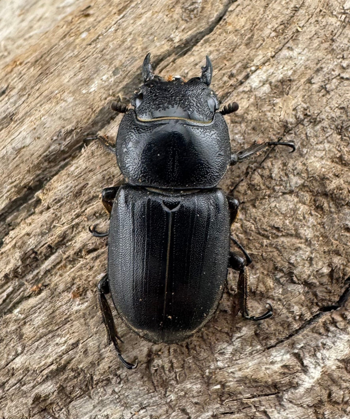 【WD】《ミンダナオヒラタ マラグサン産 79mm ペア》